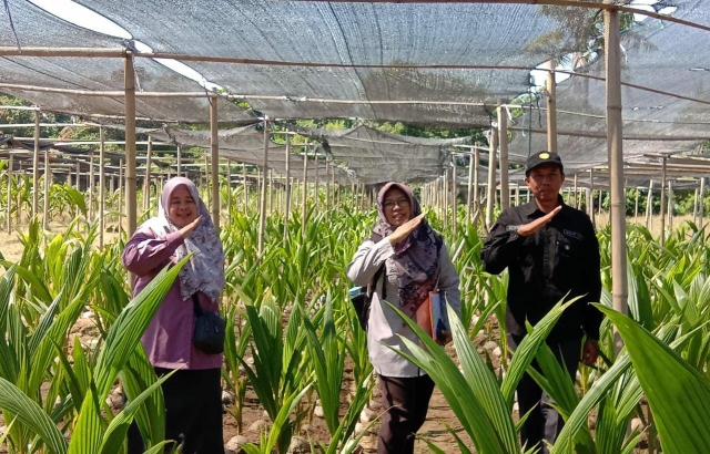 Ditjenbun Intens Monitor Progress Nurseri Perkebunan